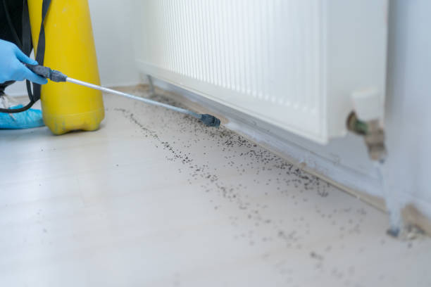 Best Flea Control Services  in Baxter, MN